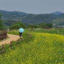 유채꽃길 이미지