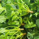 만이농장 | 6시내고향 방영된 고성 시금치! 월동꾸러미농장 위치·택배 구매법 한눈에 정리