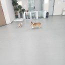 딩동댕 애견카페 | [토지금고]딩동댕애견카페: 음료 대박사건