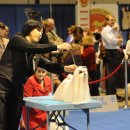 프린세스 말티즈 이미지