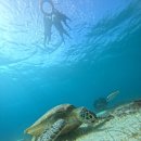 천사꼬마김밥 | 필리핀 보홀 발리카삭 호핑투어 7살 아이와 함께 즐긴 후기