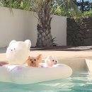 서유의섬 | 제주도 애견동반 숙소 추천 애견동반 독채펜션 풀빌라 서유의섬