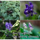 ◆다년생모종 붉은삽주, 솔나리, 날개하늘나리, 정향풀, 개버무리, 리아트리스, 깽깽이풀, 개병풍, 도깨비부채, 산수국, 두메부추등 이미지