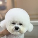 피카소 동물병원 미용 이미지