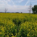 세도 금강변 이미지