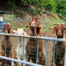 미형농장 이미지