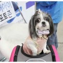 프란다스동물병원 | ［일산 KINTEX / K-PET FAIR］케이펫페어, 대망의 핫! 세일이 이루어지는 마지막날 #1