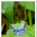 나비야 이미지