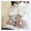 도로시 퍼피 | 현풍강아지분양 짧은 만남이었지만