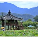 연꽃테마파크 Daum카페