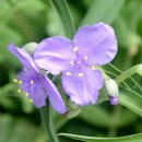 개나리공원 이미지