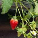 거창농장 이미지