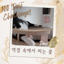 뮬란캘리
