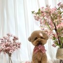 그레잇멍데잇 이미지