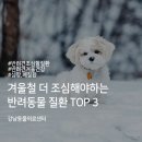 강남동물의료센터 이미지