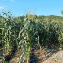 옥수수민박 이미지