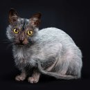​​세상에서 가장 희귀한 고양이 품종은? 이미지