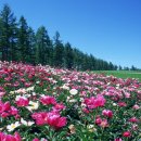 꽃밭에서 이미지