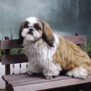 귀여운강아지 이미지