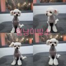 멍냥이발소 이미지