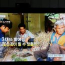 의성아로니아