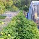 인기농장 이미지