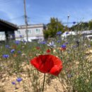 나바론민박 이미지