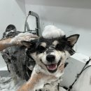 뽀송뽀송 강아지 미용실 이미지