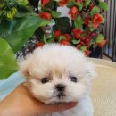 라네쥬 독(Laneige.dog) 네이버블로그