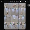 멍문대 애견유치원 이미지