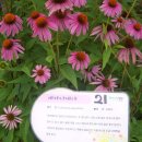 에키네시아꽃(에키네시아 안구스티폴리아(Echinacea angustifolia)는 쌍떡잎,) 이미지