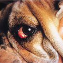 하일동물병원 이미지