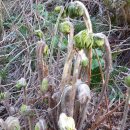 제주도 고비 이미지