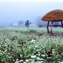 메밀꽃필무렵 이미지