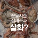 국치마을 | 통영문어배낚시 후기｜끝물이라더니, 고고피싱호 솔직 후기