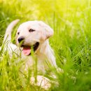 웃는강아지 이미지