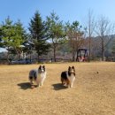 지젤팬션 이미지