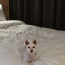 스마트독까페 | 소노펫 비발디파크 홍천 골드 객실후기 소노펫띵킹독멍푸치노 내돈내산