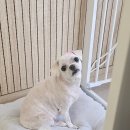 빠몽(PAWMONG) 이미지