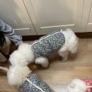 땡큐 펫 살롱 이미지