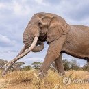 케냐 - 북구 필문대로 37-1 | 케냐