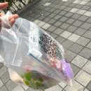 위례 마트 야채 과일 공동구매 온맘마켓 오픈런 후기