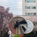 서산IC카센타 | [충남/서산] 서산 봄 여행 필수 코스 유기방가옥 4월 5일 방문 후기