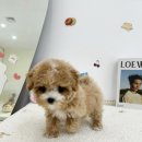 요기독 강아지분양 고양이분양 수원본점 이미지