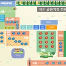 태안캠핑장 애견동반 솔향기길캠핑장 차박 후기