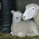 삼포목장 이미지