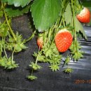 한솔이네농장 이미지