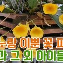 노랑노랑 이뿐 꽃 피우는 앙팡과 그 외 아이들 (카멜라 리틀썬 영민오렌지 옐로우돌 대나무석곡 진황제 황룡 팔대 명보 황화) 이미지