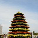 구경은 공짜! 주차도 공짜! 내용은 알짜! 제9회 드림파크 국화축제 이미지