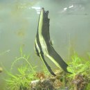 이준열대어 이미지